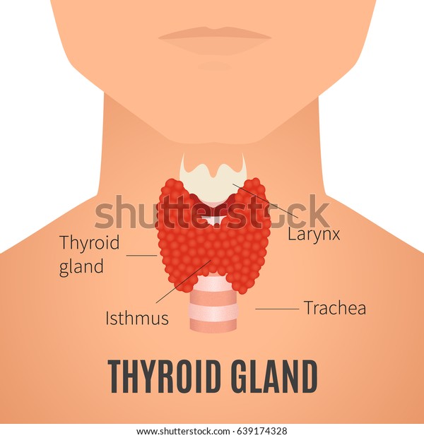 Thyroid Gland Diagram Thyroid Gland And Trachea Shown On A Silhouette 