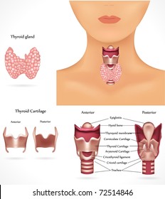 Thyroid Gland, Epiglottis, Trachea. Detailed Anatomy.