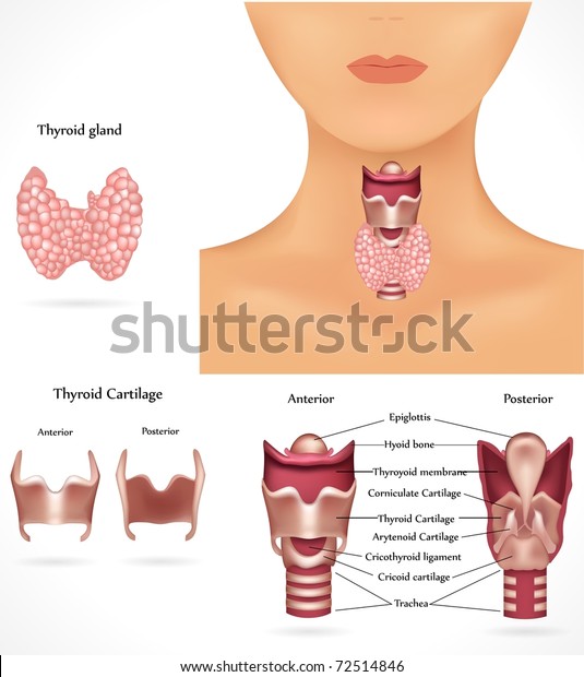 Thyroid\
gland, epiglottis, trachea. Detailed\
anatomy.
