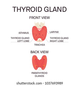 Thyroid gland front and back view on white background. Human body organs anatomy icon. Thyroid diagram scheme sign. Medical concept. Isolated vector illustration.