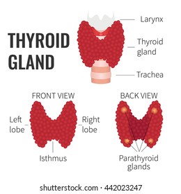 Thyroid Gland Front Back View On Stock Vector (Royalty Free) 442023247 ...