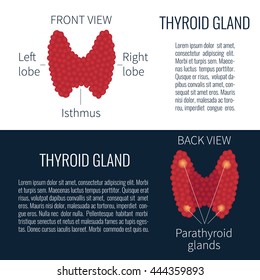 Thyroid gland front and back view on white and dark blue background. Medical human internal organ symbol. Vector illustration.