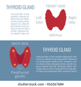 Thyroid gland front and back view on white and blue background. Human body anatomy symbol. Medical concept. Isolated vector illustration.