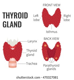 Thyroid Gland Front Back View On Stock Vector (Royalty Free) 470327081