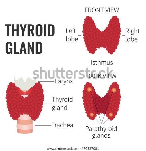 Thyroid Gland Front Back View On Stock Vector (Royalty Free) 470327081