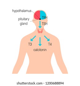 Thyroid gland functioning. Vector medical illustration in flat style