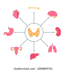 Thyroid gland functions diagram. T3, T4 hormones and calcitonin production. Regulation of metabolic rate, heart, muscle and digestive system. Human endocrine system medical flat vector illustration.