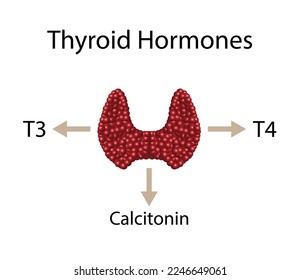 Thyroid gland, Thyroid hormones. T3,Triiodothyronine, T4,Tetraiodothyronine, thyroxine and  Calcitonin. Anatomy of the thyroid gland. Medical concept. Vector illustration.