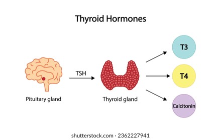 Thyroid gland, Thyroid hormones. T3,Triiodothyronine, T4,Tetraiodothyronine, thyroxine and Calcitonin. Pituitary gland, TSH. Anatomy of the thyroid gland. Medical concept. Vector illustration.