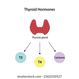 Thyroid gland, Thyroid hormones. T3,Triiodothyronine, T4,Tetraiodothyronine, thyroxine and Calcitonin. Pituitary gland, TSH. Anatomy of the thyroid gland. Medical concept. Vector illustration.