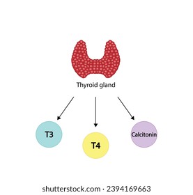 Thyroid gland, Thyroid hormones. T3,Triiodothyronine, T4,Tetraiodothyronine, thyroxine and Calcitonin. Pituitary gland, TSH. Anatomy of the thyroid gland. Medical concept. Vector illustration.