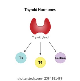 Thyroid gland, Thyroid hormones. T3,Triiodothyronine, T4,Tetraiodothyronine, thyroxine and Calcitonin. Pituitary gland, TSH. Anatomy of the thyroid gland. Medical concept. Vector illustration.