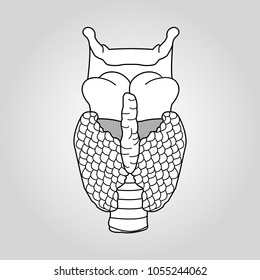 Щитовидная железа картинки рисунок