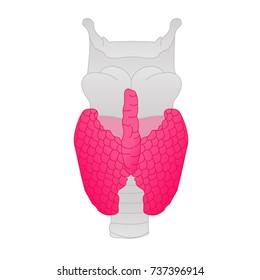 Thyroid gland illustration