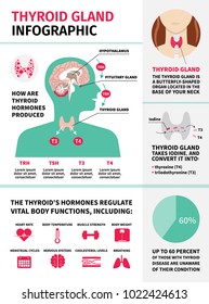 Thyroid gland infographic template. Hormones vital body functions.