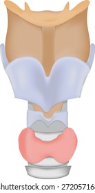 Thyroid Gland Isolated