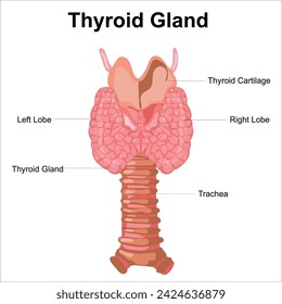 thyroid gland label illustration vector