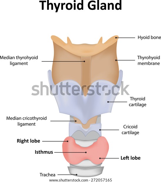 Thyroid Gland Labels Stock Vector (Royalty Free) 272057165