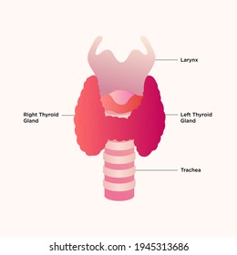 Thyroid Gland And Larynx Diagram. Thyroid Gland Medical Concept As A Human Organ With Trachea And Larynx As A Symbol For Endocrinology System