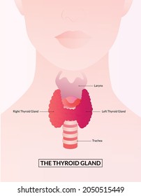 Thyroid Gland And Larynx Diagram. Thyroid Gland Medical Concept As A Human Organ With Trachea And Larynx As A Symbol For Endocrinology System