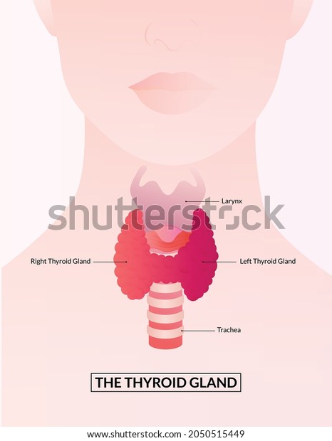 Thyroid Gland and Larynx diagram. Thyroid gland\
medical concept as a human organ with trachea and larynx as a\
symbol for endocrinology\
system