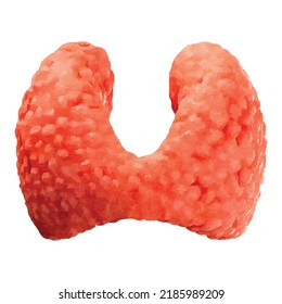 Thyroid gland on white background. Realistic human anatomy vector illustration. Endocrine system picture. Endocrinology. Human anatomy. Hormonal system. Biology. Anatomy illustration for students.