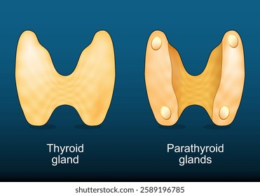 Thyroid gland and Parathyroid glands. Human endocrine system. Hormone regulation. Calcium homeostasis. Vector illustration