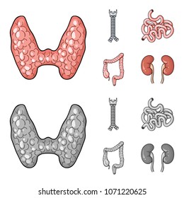 Thyroid gland, spine, small intestine, large intestine. Human organs set collection icons in cartoon,monochrome style vector symbol stock illustration web.