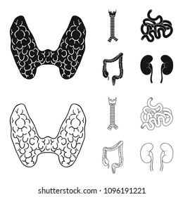 Thyroid gland, spine, small intestine, large intestine. Human organs set collection icons in black,outline style vector symbol stock illustration web.