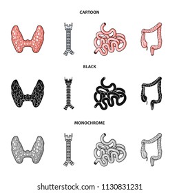 Thyroid gland, spine, small intestine, large intestine. Human organs set collection icons in cartoon,black,monochrome style vector symbol stock illustration web.