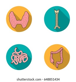 Thyroid gland, spine, small intestine, large intestine. Human organs set collection icons in flat style vector symbol stock illustration web.