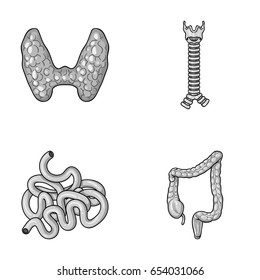 Thyroid gland, spine, small intestine, large intestine. Human organs set collection icons in monochrome style vector symbol stock illustration web.