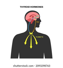 Thyroid gland system diagram. T3, T4 hormones and calcitonin production. Regulation of metabolic rate, heart, muscle and digestive system. Human endocrine system medical flat vector illustration.