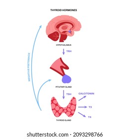 Thyroid gland system diagram. T3, T4 hormones and calcitonin production. Regulation of metabolic rate, heart, muscle and digestive system. Human endocrine system medical flat vector illustration.