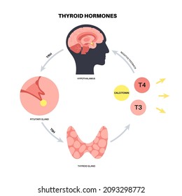 Thyroid gland system diagram. T3, T4 hormones and calcitonin production. Regulation of metabolic rate, heart, muscle and digestive system. Human endocrine system medical flat vector illustration.