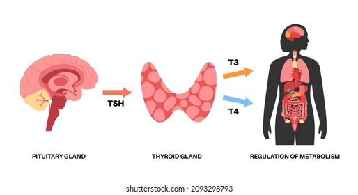 Thyroid gland system diagram. T3, T4 hormones and calcitonin production. Regulation of metabolic rate, heart, muscle and digestive system. Human endocrine system medical flat vector illustration.