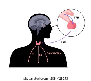 Thyroid gland system diagram. T3, T4 hormones and calcitonin production. Regulation of metabolic rate, heart, muscle and digestive system. Human endocrine system medical flat vector illustration.