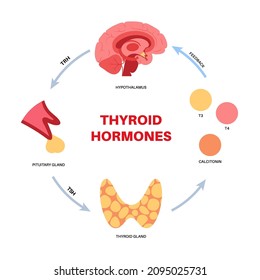 Thyroid gland system diagram. T3, T4 hormones and calcitonin production. Regulation of metabolic rate, heart, muscle and digestive system. Human endocrine system medical flat vector illustration.