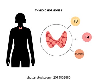 Thyroid gland system diagram. T3, T4 hormones and calcitonin production. Regulation of metabolic rate, heart, muscle and digestive system. Human endocrine system medical flat vector illustration.