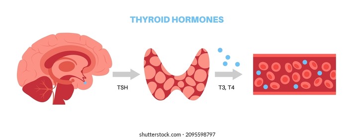 Diagrama del sistema de glándula tiroidea. hormonas T3, T4 y producción de calcitonina. Regulación de la tasa metabólica, cardiaca, muscular y sistema digestivo. Ilustración del vector plano médico del sistema endocrino humano.