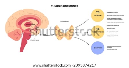 Thyroid gland system diagram. T3, T4 hormones and calcitonin production. Regulation of metabolic rate, heart, muscle and digestive system. Human endocrine system medical flat vector illustration.