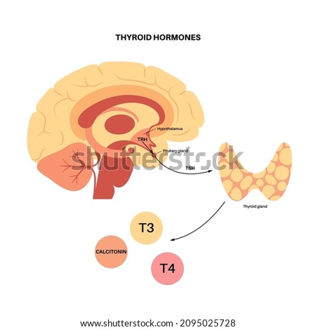 Thyroid gland system diagram. T3, T4 hormones and calcitonin production. Regulation of metabolic rate, heart, muscle and digestive system. Human endocrine system medical flat vector illustration.