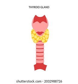 Thyroid gland, throat and trachea anatomical poster. Human endocrine system. Medical exam of internal organs concept. Poster for clinic or education isolated flat vector illustration.