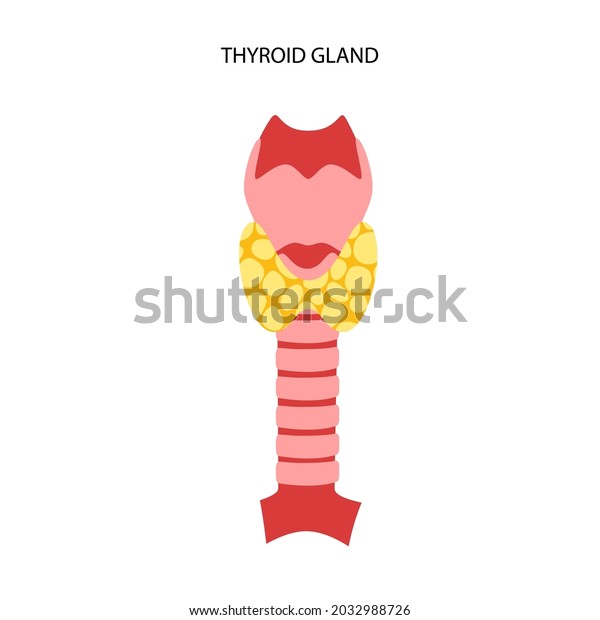 Thyroid Gland Throat Trachea Anatomical Poster Stock Vector (Royalty ...