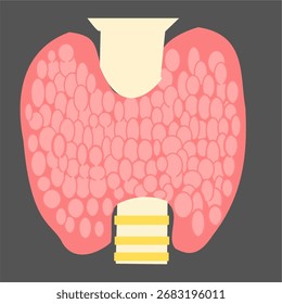 thyroid gland with trachea front view diagram useful educational biology science diagram