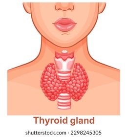 Thyroid gland, trachea internal organ anatomy, woman throat neck, endocrine system human body health icon. Hypothyroid, hyperthyroid disease endocrinology medical treatment. Thyroxine hormone. Vector 