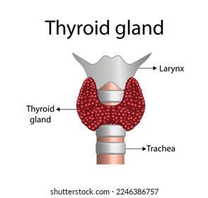 Thyroid gland, trachea and larynx. Anatomy of the thyroid gland.  Medical concept. Vector illustration.