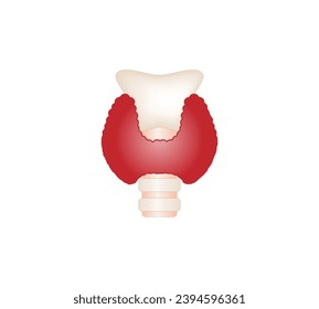 Thyroid gland, trachea and larynx. Anatomy of the thyroid gland. Medical concept. Vector illustration.