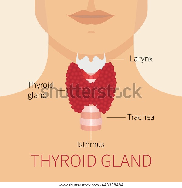 Thyroid gland and\
trachea scheme shown on a silhouette of a man. Human body organs\
anatomy icon. Medical concept.\
