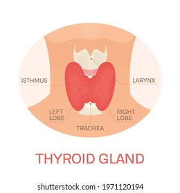 Thyroid gland and trachea shown on a silhouette of a woman. Body anatomy sign. Human endocrine system. Medical internal organ vector illustration.